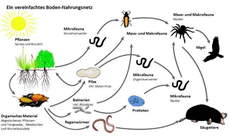 Eine vereinfachte Darstellung des Bodennahrungsnetzes (Quelle: Bundesamt für Naturschutz)